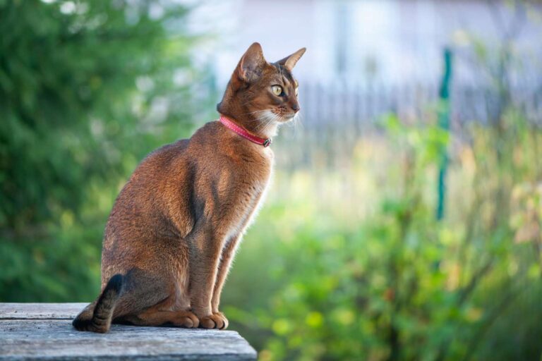 Abyssinian cat