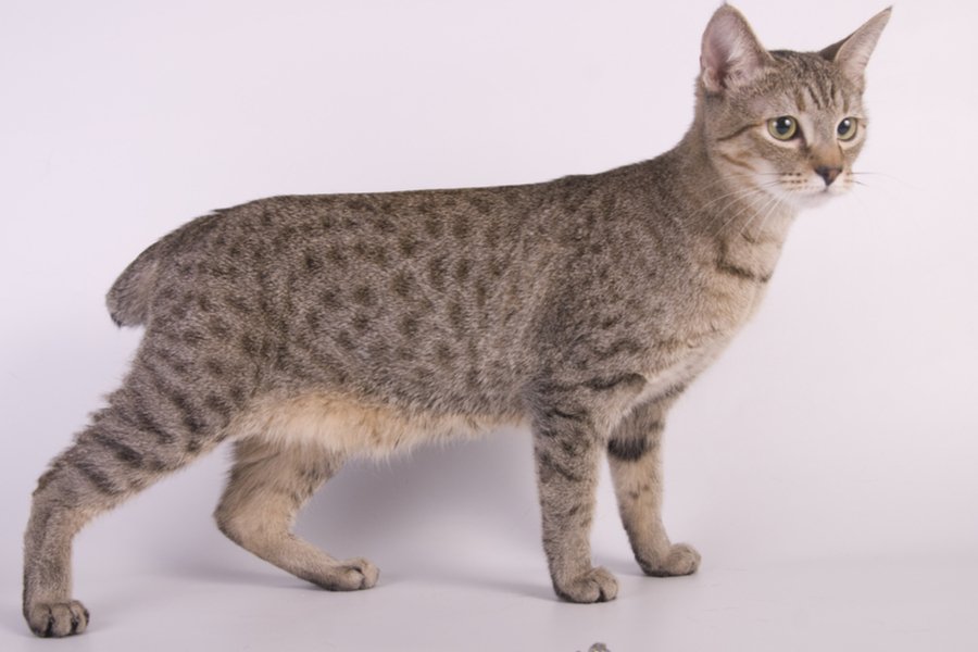 American Bobtail Shorthair