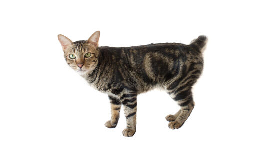 American Bobtail Shorthair