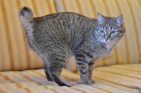 American Bobtail Shorthair