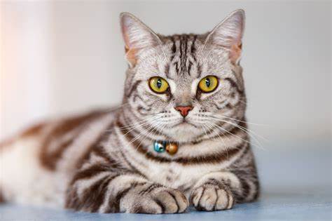 American Shorthair