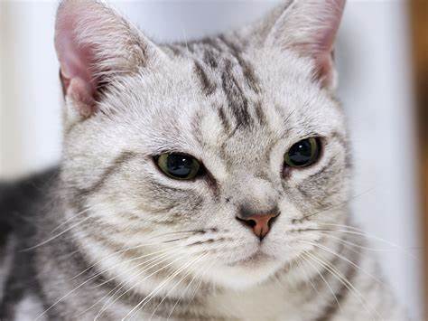 American Shorthair