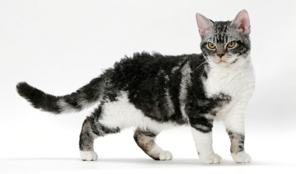 American Wirehair Cats