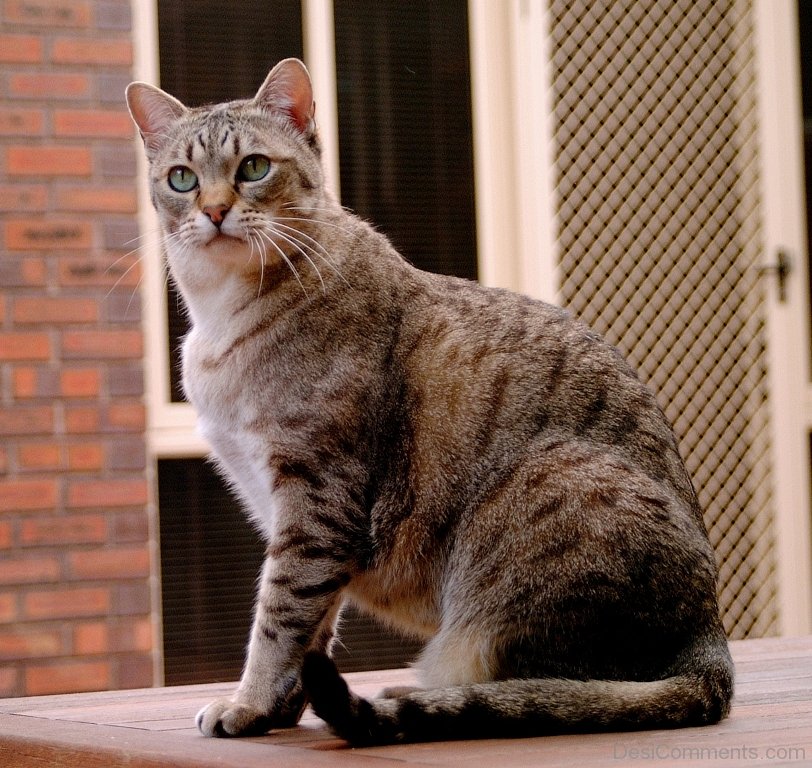 Australian Mist Cat