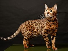 Bengal Cats 3