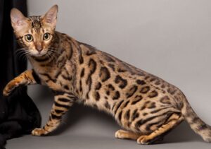 Bengal