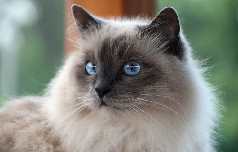 Birman Cats