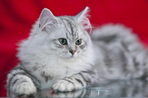 British Longhair Cats