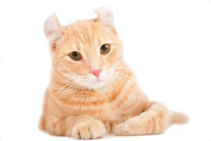 American Curl Shorthair