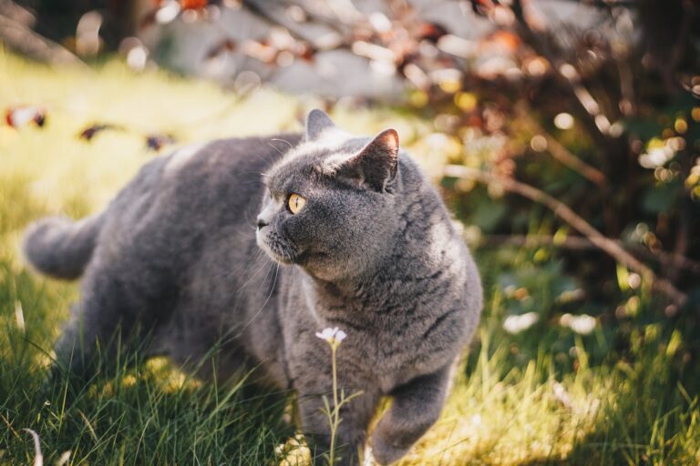 British Shorthair Self cat