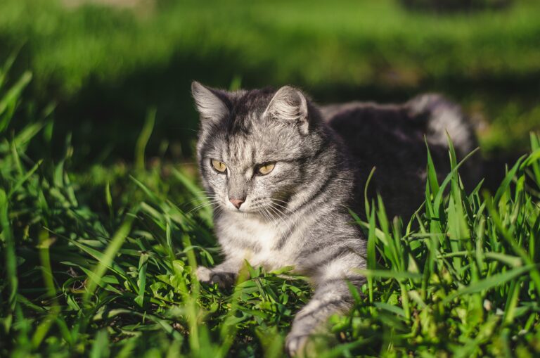 American Bobtail Shorthair