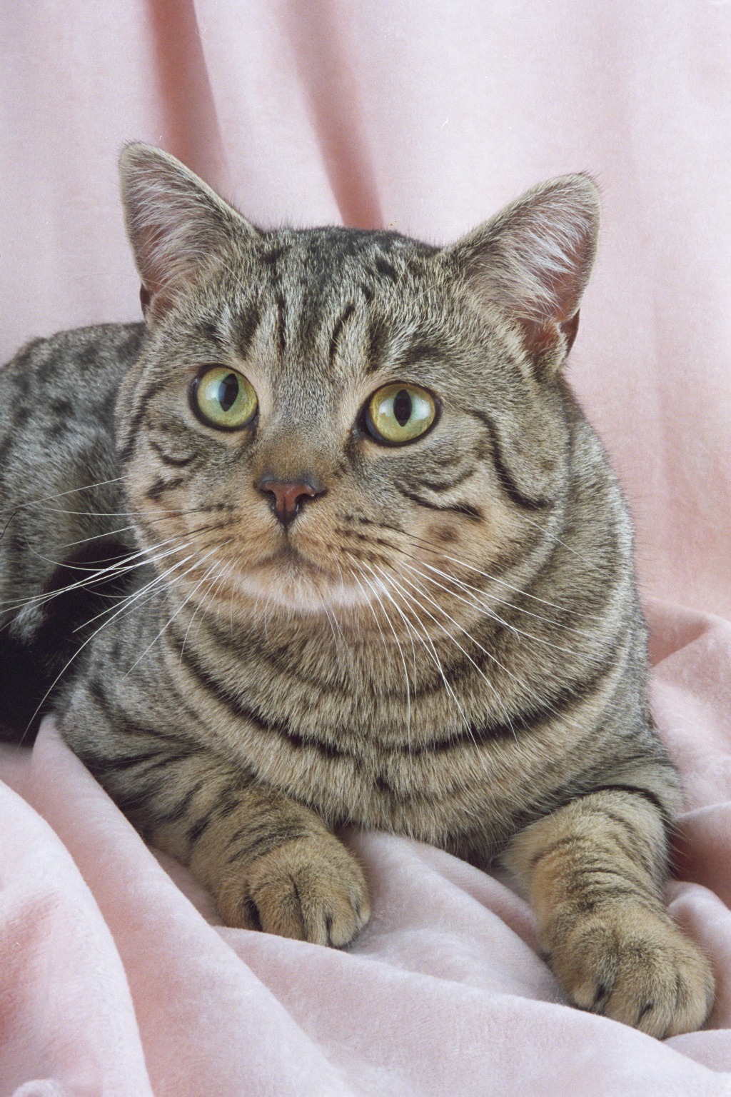 British Shorthair Tabby