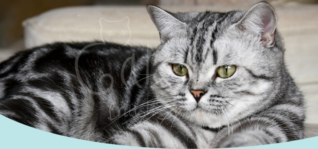 British Shorthair Tabby