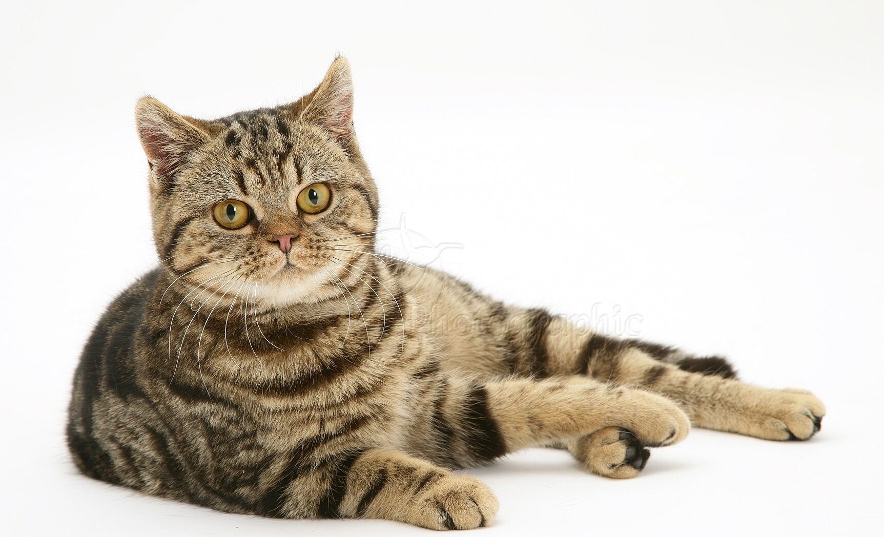 British Shorthair Tabby