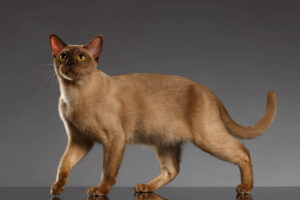 Burmese Cats