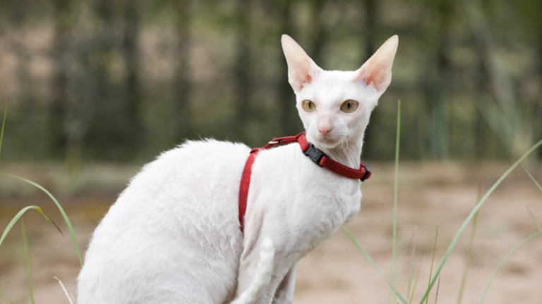 Cornish Rex Cats 1