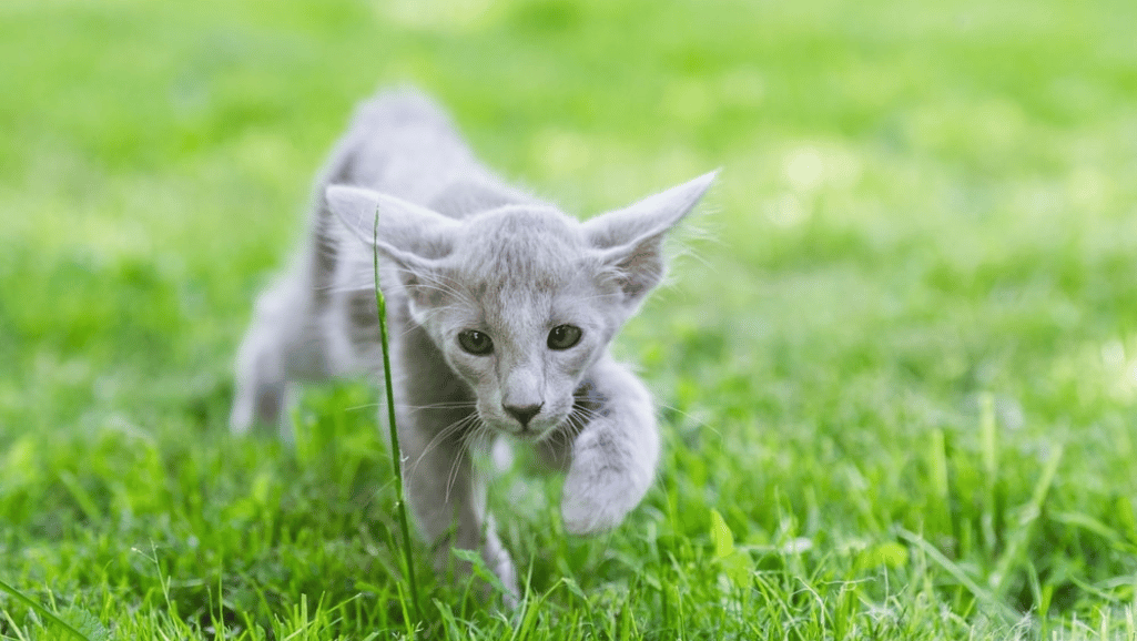 Oriental Longhair 