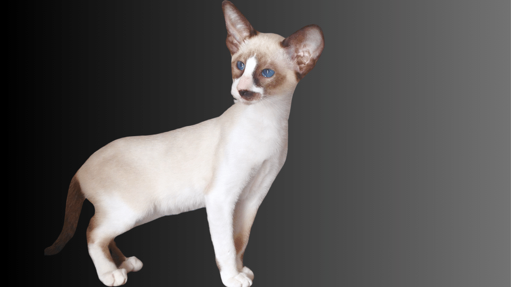 Seychellois cat