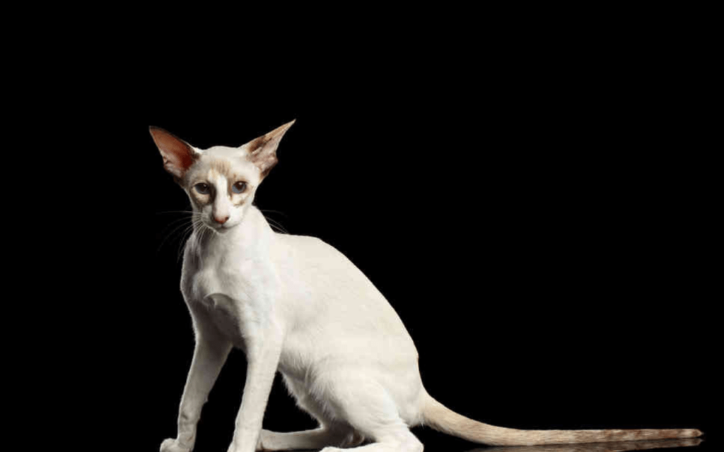 Seychellois Cat