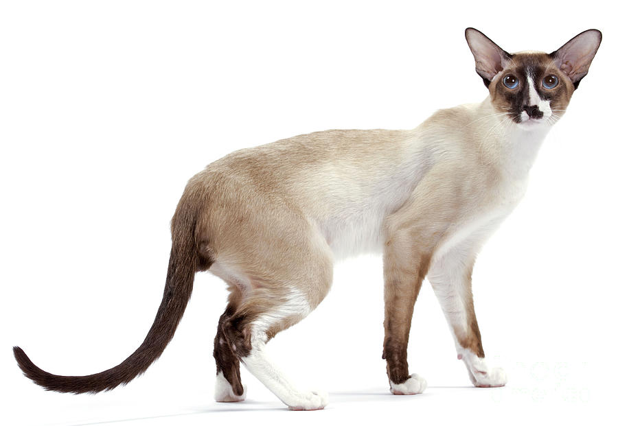 Seychellois cat