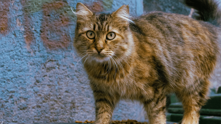 Siberian cat