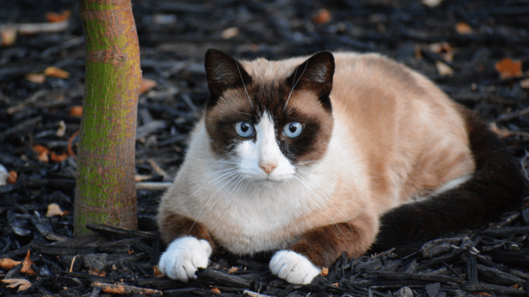 Snowshoe cat