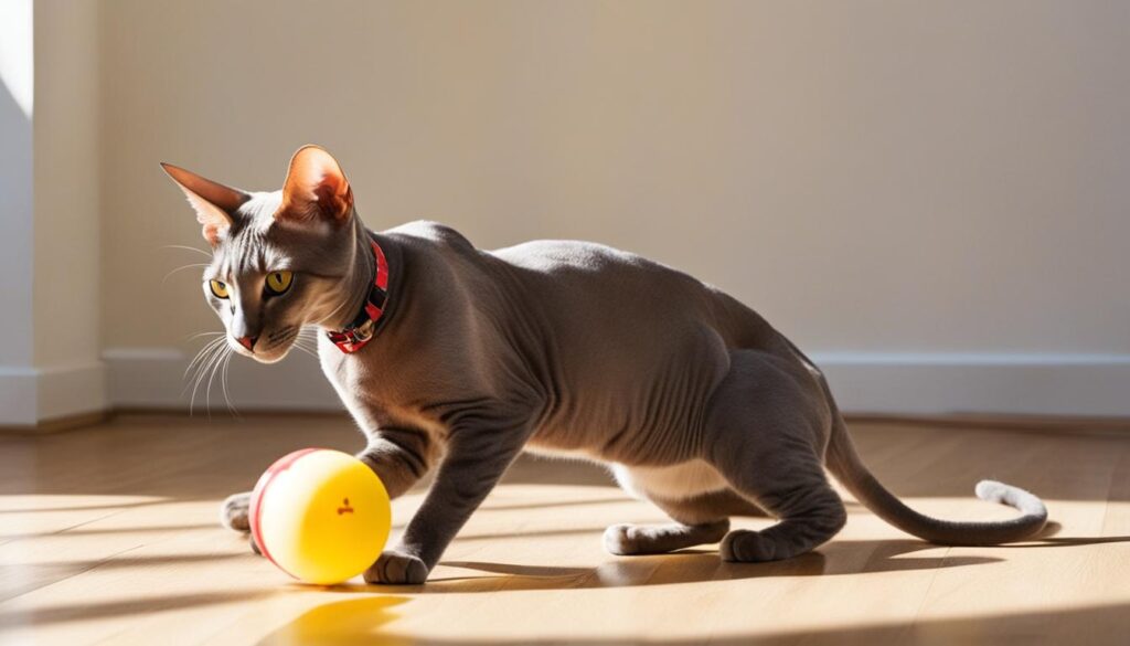 activity level Peterbald cats