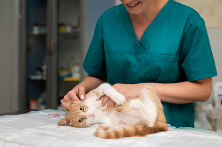 Respiratory Infection in Cats