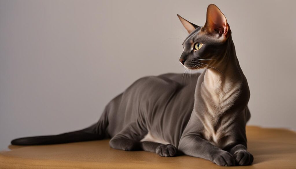 grooming considerations Peterbald cats