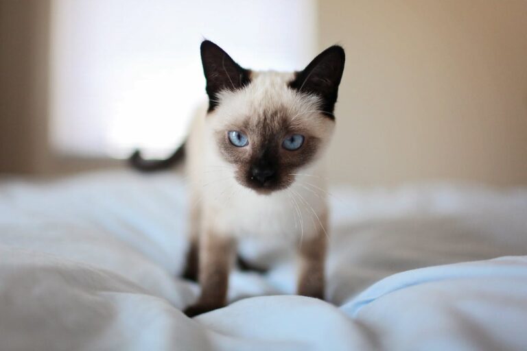 Siamese Tortie Pointed cats