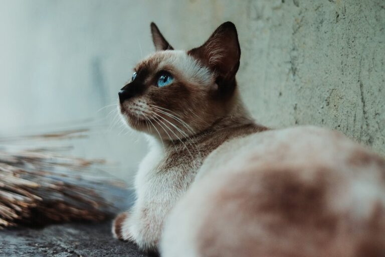 Tabby Pointed Siamese cats