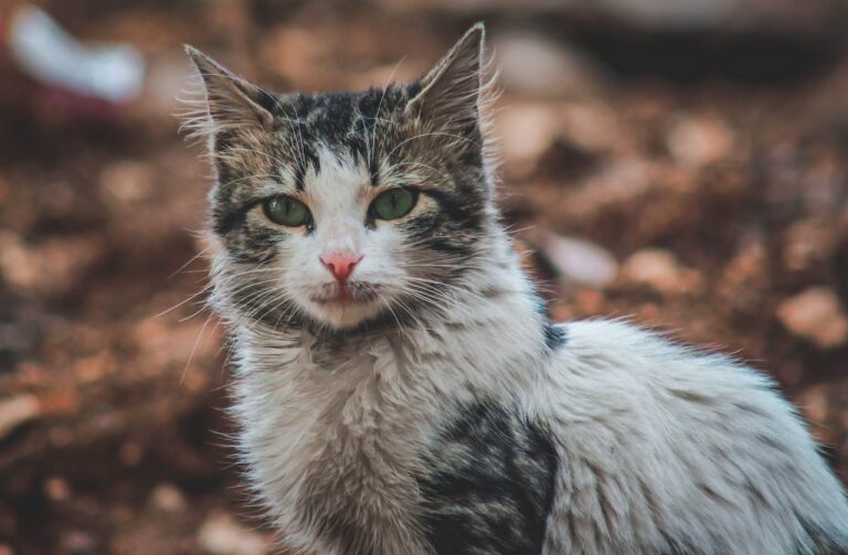 Skookum cat