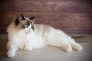 Ragdoll cats