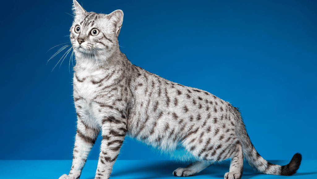 Active Egyptian Mau