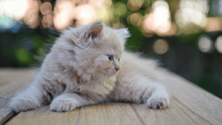 Munchkin cat