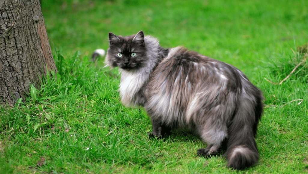 Nebelung cat