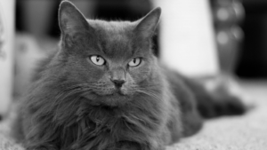 Nebelung cat