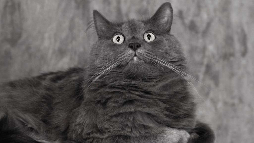 Nebelung cat