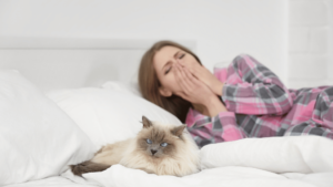 Allergy Treatment Options for Cats