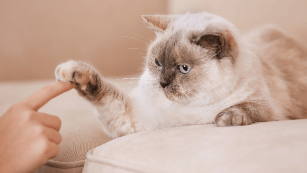 signs of illness in FeLV-positive cats